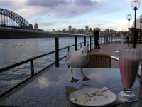 Seagull Teatime 5