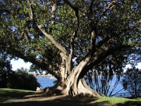 Tree in The Domain