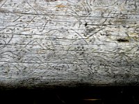 Tree Art Aclose-up of a fallen tree in Yellowstone Park. The 