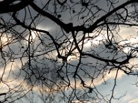 Twigs and Underbranches One of three framed photographs of just tree branches and sky. This shot was taken along the Champ de Mars, heading towards the Eiffel Tower in Paris.