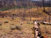 Fallen Taken in Yellowstone Park 2004 in an area that was hit by a forest fire some years prior.