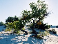 In The Shade Taken at White Sands, New Mexico.